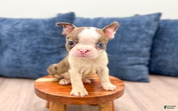 Boston Terrier dogs for sale: Ace - Image 3