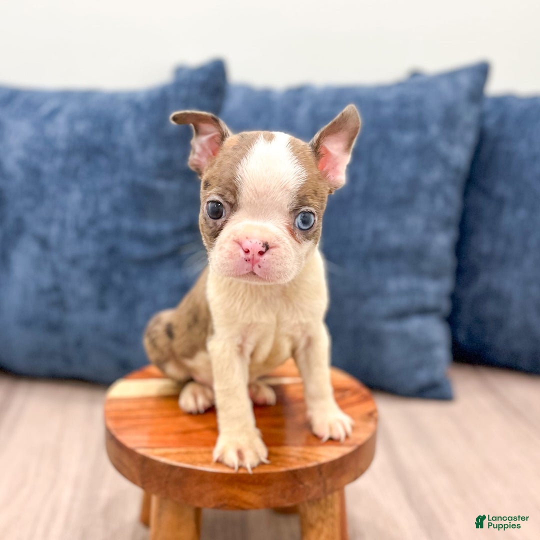 Boston Terrier dogs for sale: Ace - Image 3