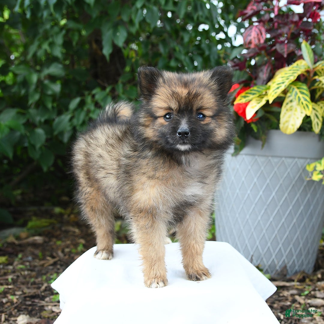 Pomeranian dogs for sale: Pomeranian 6 puppies - Image 3