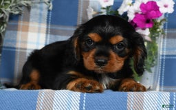 Cavalier King Charles Spaniel dogs for sale: Artie - Image 5