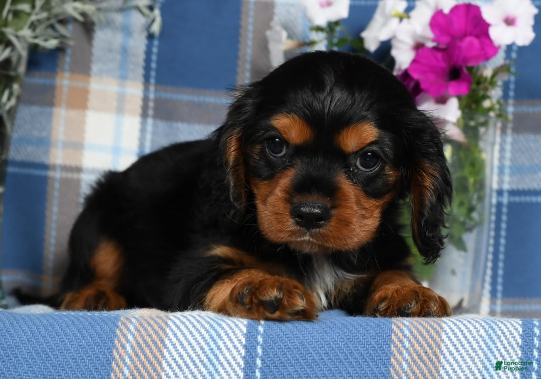 Cavalier King Charles Spaniel dogs for sale: Artie - Image 5
