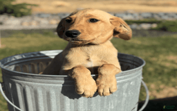Labrador Retriever dogs for sale: Simba - Image 10