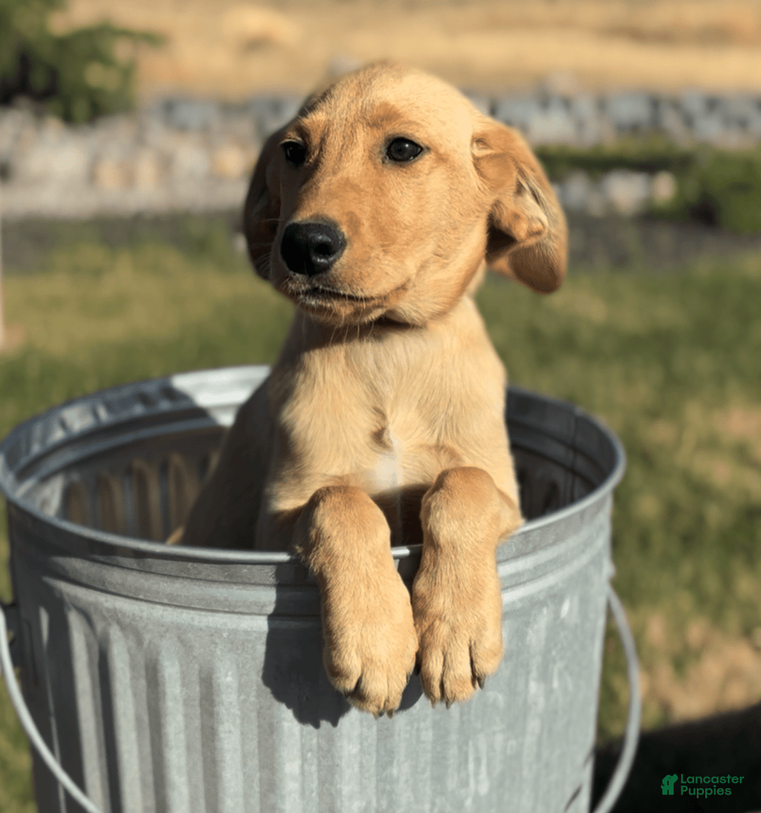 Labrador Retriever dogs for sale: Simba - Image 10