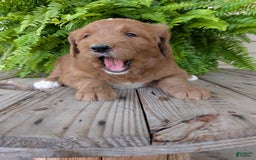 Goldendoodle dogs for sale: Ben - Image 8