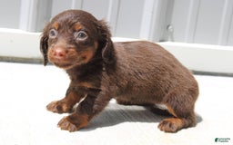 Dachshund dogs for sale: Anna Mini - Image 2