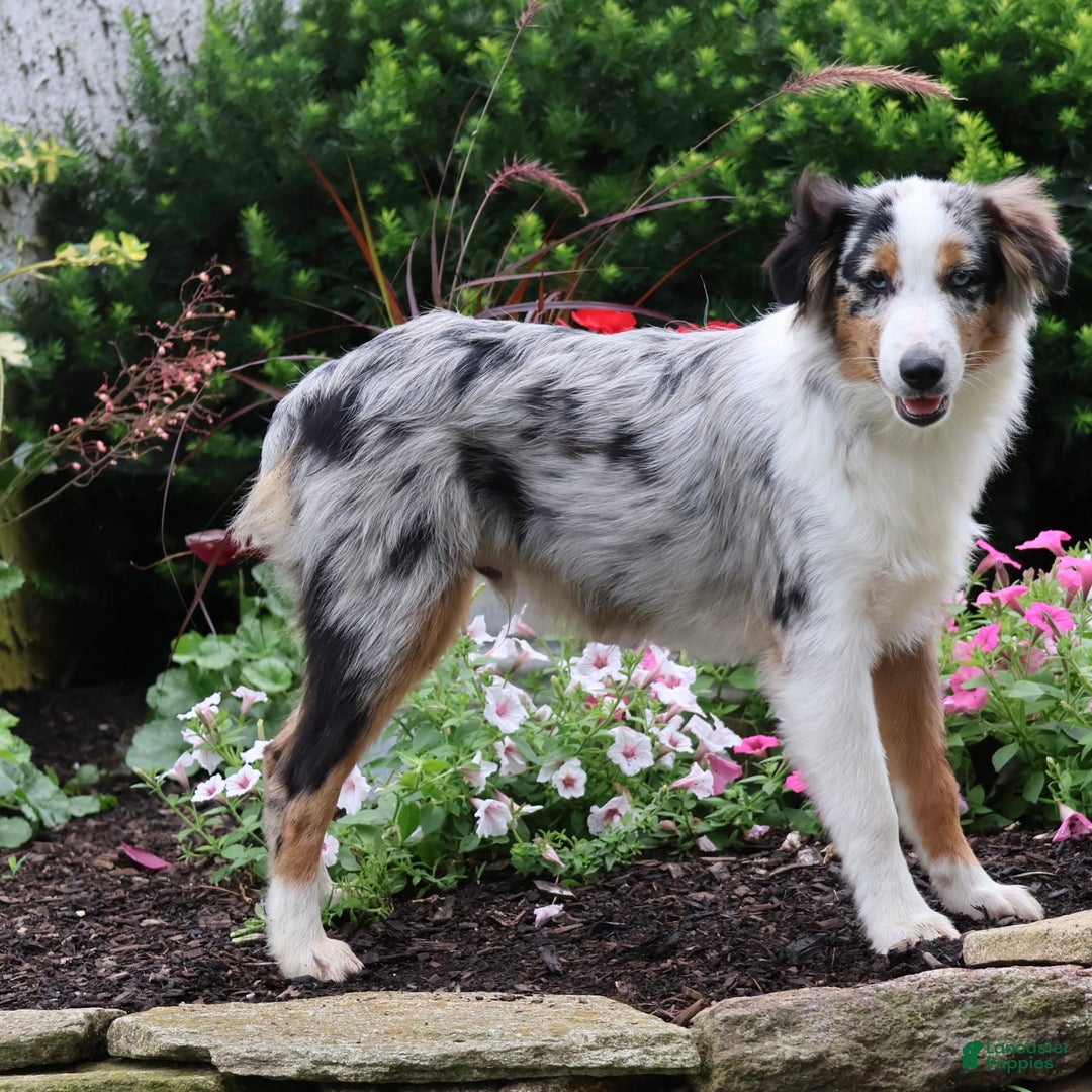 Miniature Australian Shepherd dogs for sale: Washington - Image 12