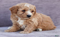 Goldendoodle dogs for sale: Ocean - Image 4