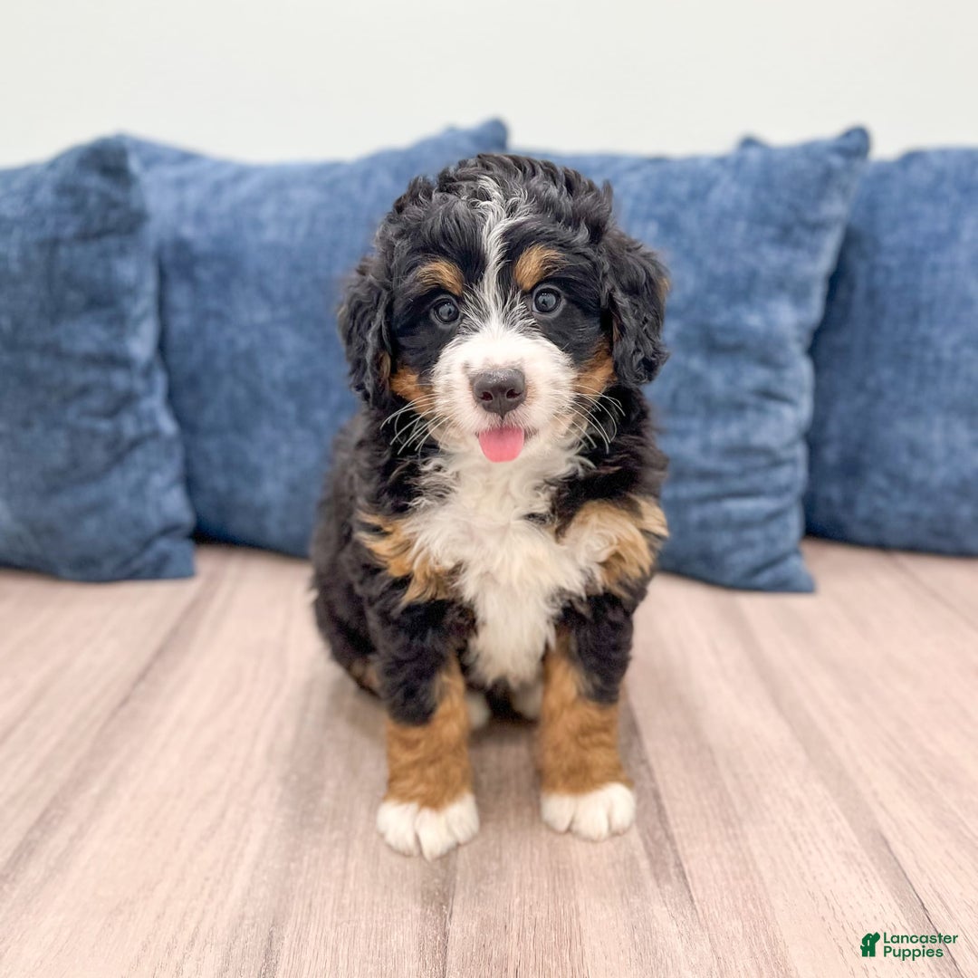 Mini Bernedoodle dogs for sale: Grace - Image 2