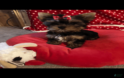 Yorkshire Terrier dogs for sale: Princess Bella Marie - Image 3