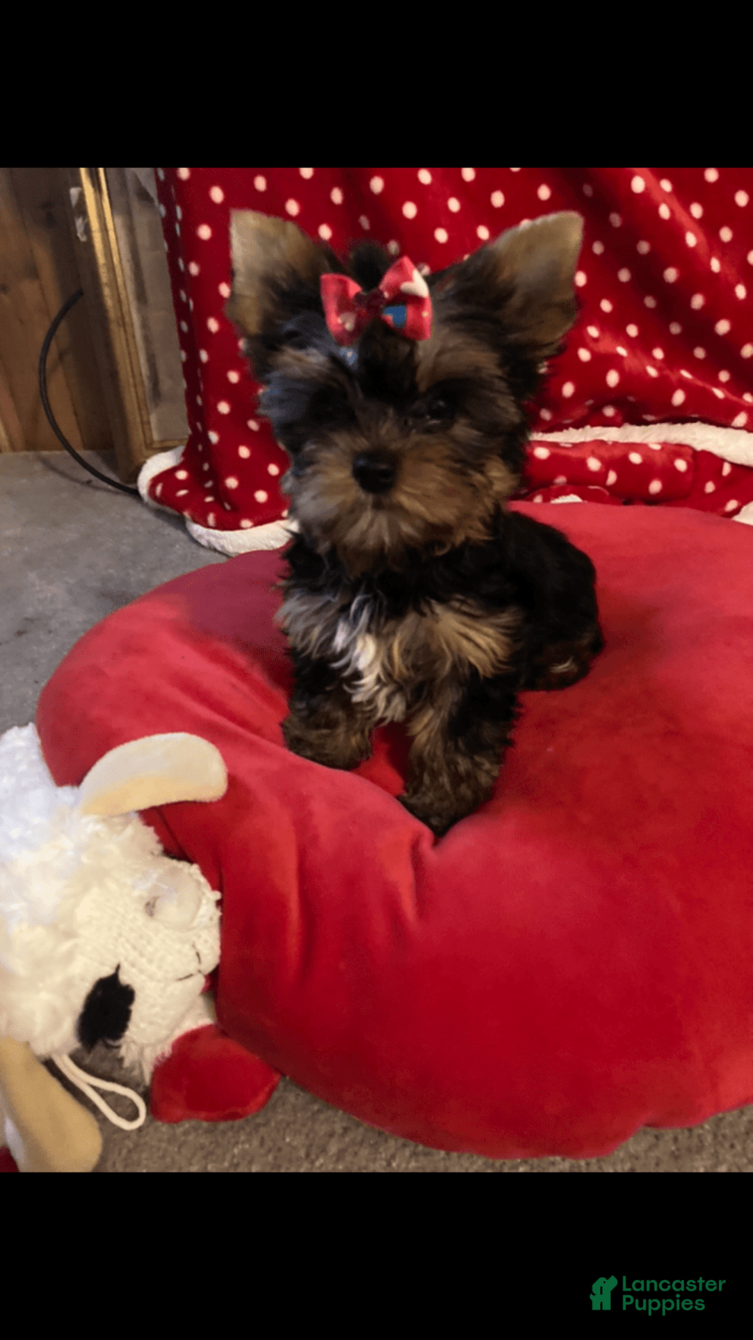 Yorkshire Terrier dogs for sale: Princess Bella Marie - Image 3