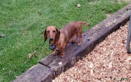 Dachshund dogs for sale: Evie - Image 16