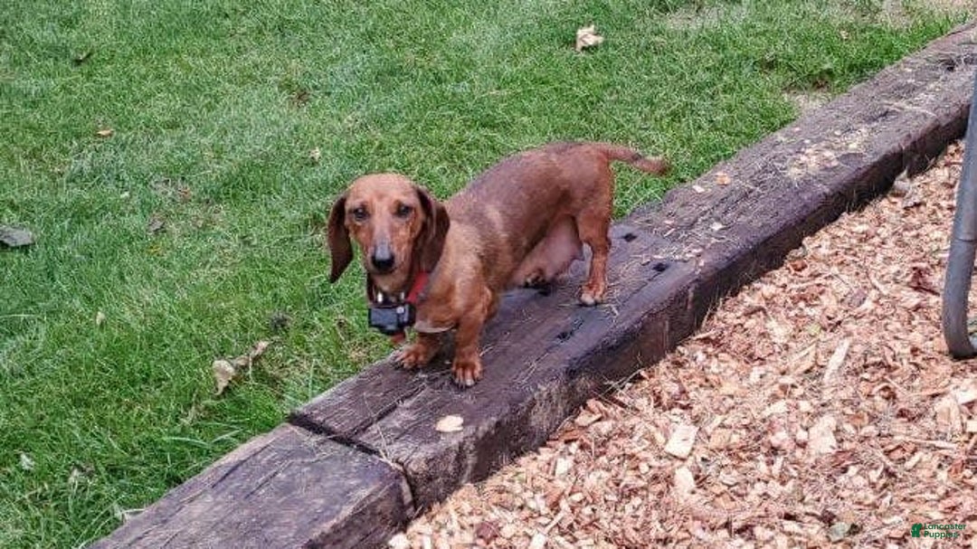 Dachshund dogs for sale: Evie - Image 16