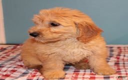 Mini Goldendoodle dogs for sale: May Mini - Image 8