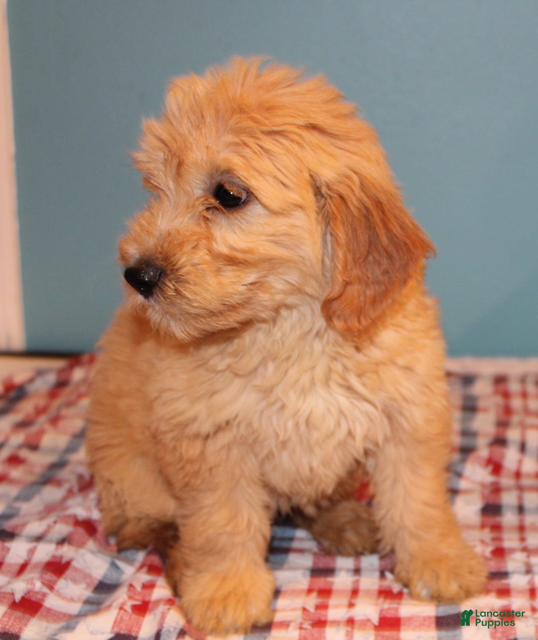 Mini Goldendoodle dogs for sale: May Mini - Image 8