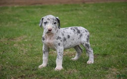 Great Dane dogs for sale: Jamaica - Image 1