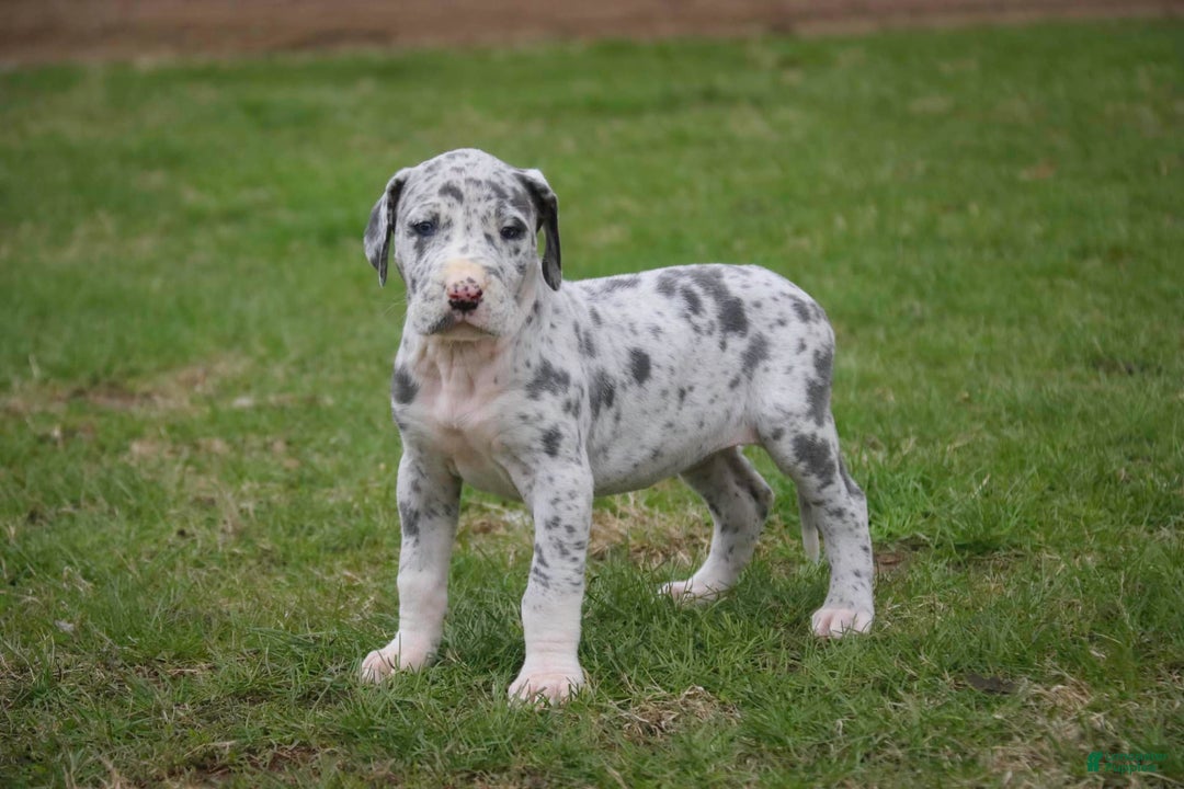 Great Dane dogs for sale: Jamaica - Image 1