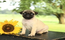 Pug dogs for sale: Royal - Image 5