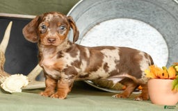 Miniature Dachshund dogs for sale: Gunner - Image 6