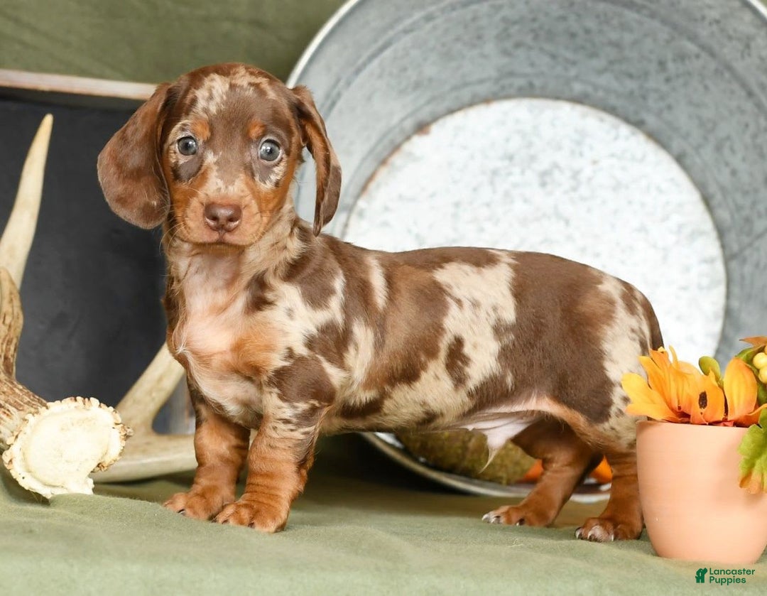 Miniature Dachshund dogs for sale: Gunner - Image 6