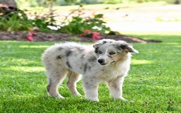 Australian Shepherd dogs for sale: Marshal - Image 2