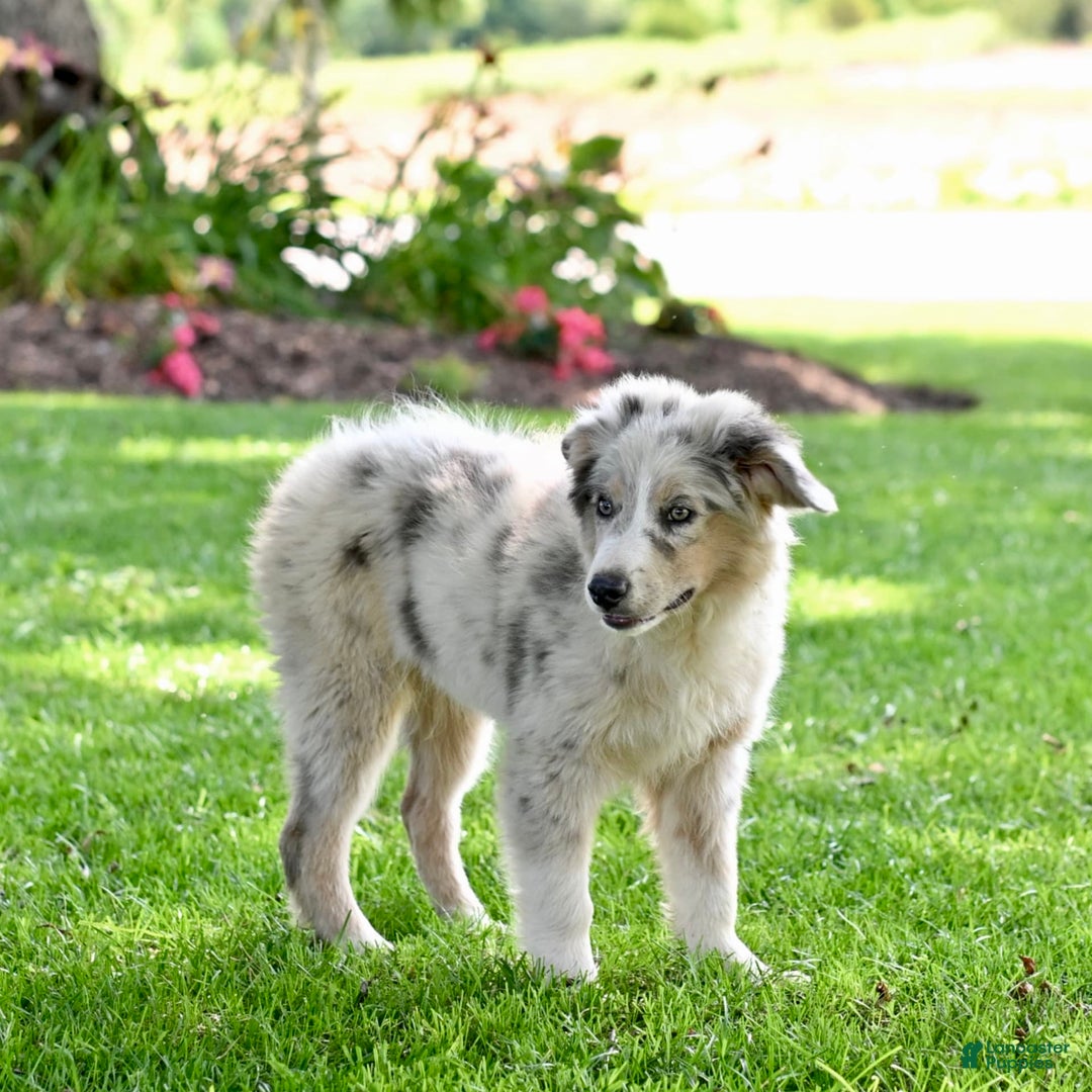 Australian Shepherd dogs for sale: Marshal - Image 2