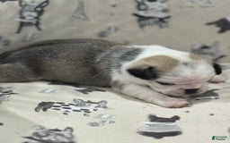 Pug dogs for sale: Silver - Image 1