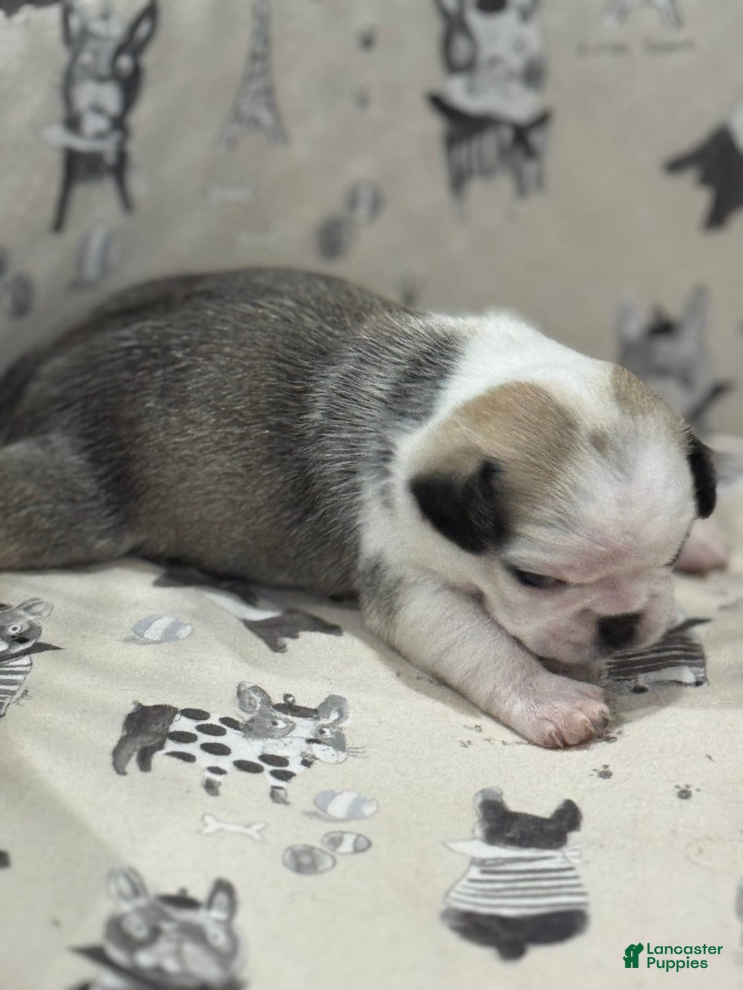 Pug dogs for sale: Silver - Image 1