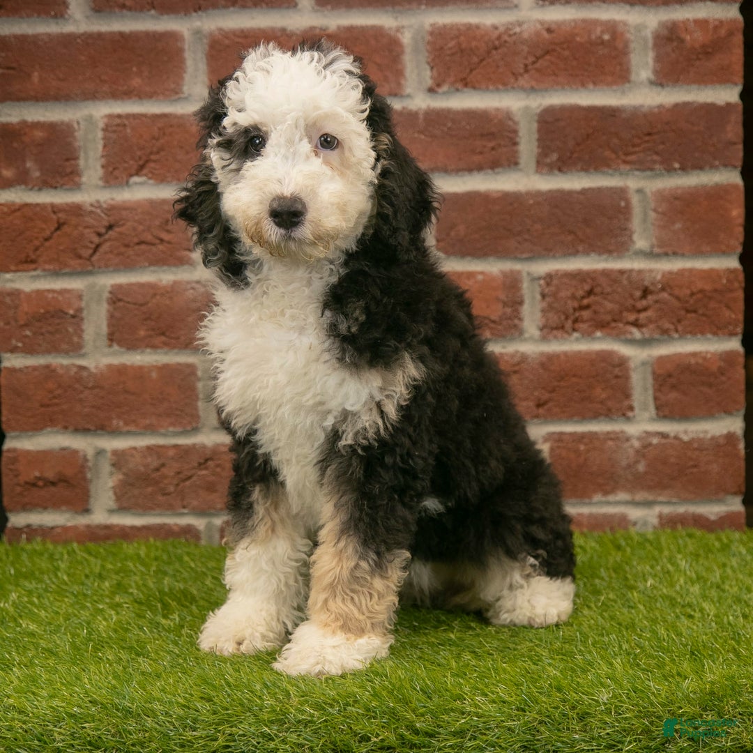 Mini Bernedoodle dogs for sale: Brooklyn - Image 3