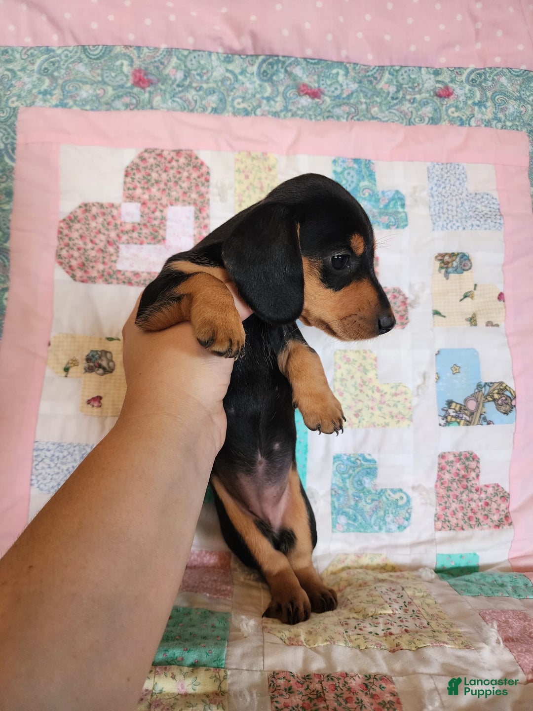 Miniature Dachshund dogs for sale: Peach - Image 16