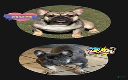 French Bulldog dogs for sale: Aurora - Image 5