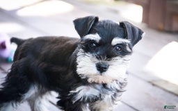 Miniature Schnauzer dogs for sale: Cinderella - Image 5