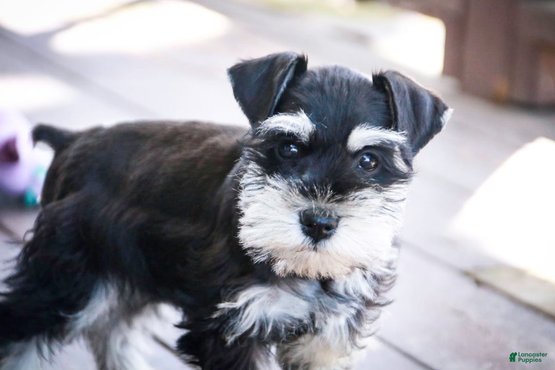 Miniature Schnauzer dogs for sale: Cinderella - Image 5