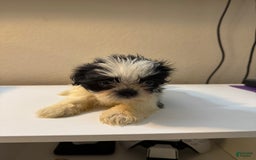 Shih Tzu dogs for sale: Bubbles - Image 2