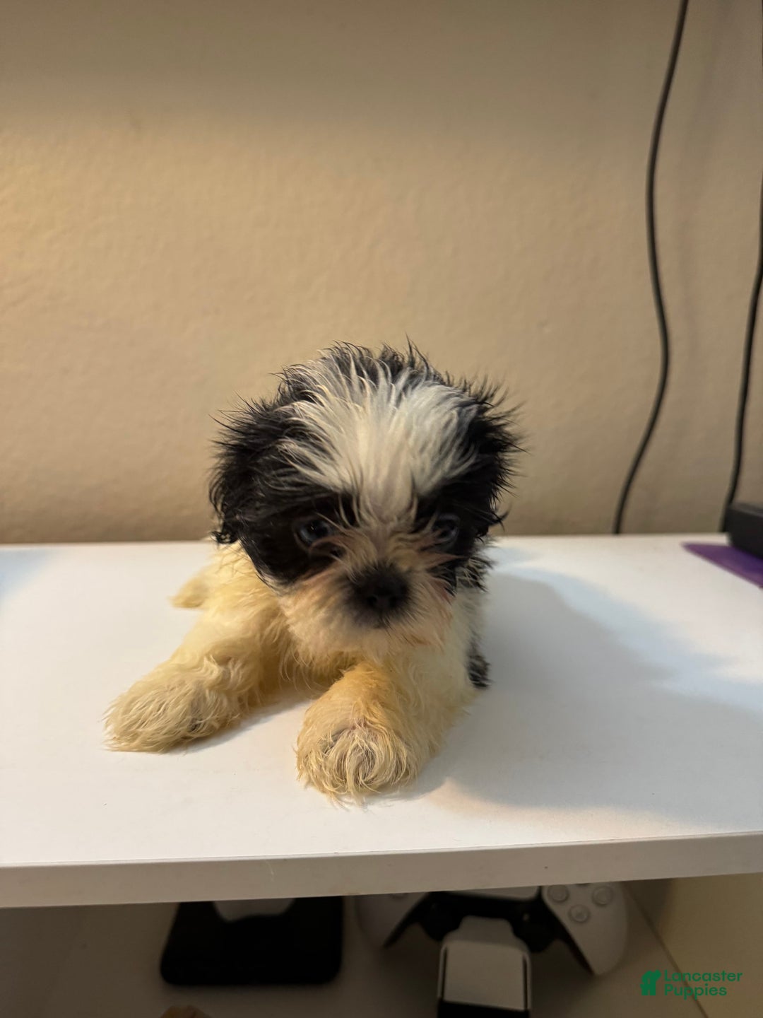 Shih Tzu dogs for sale: Bubbles - Image 2