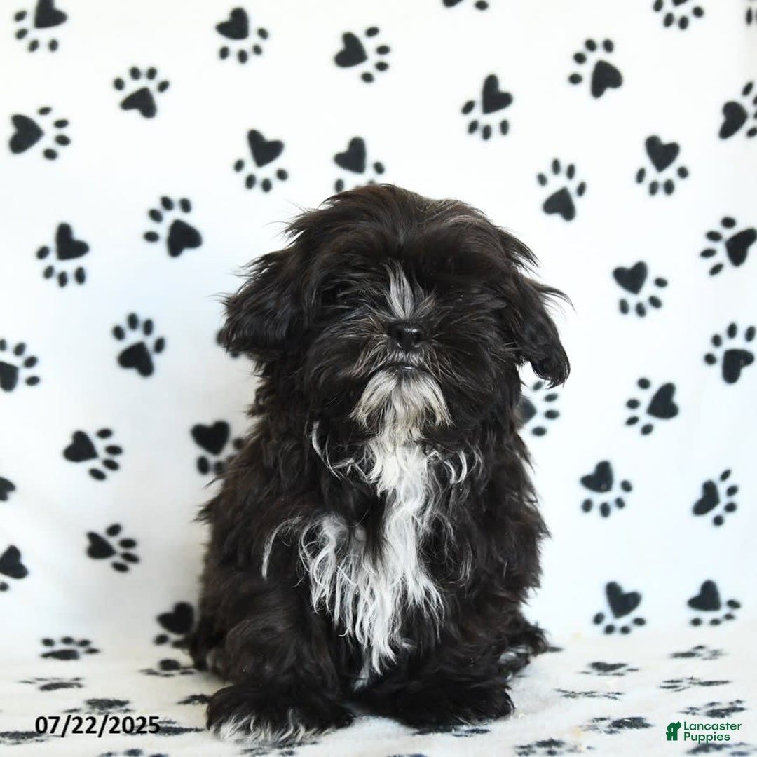 Shih Tzu dogs for sale: Fido - Image 5