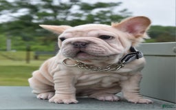 French Bulldog dogs for sale: Rayna Big Rope Velvet Fluffy - Image 5