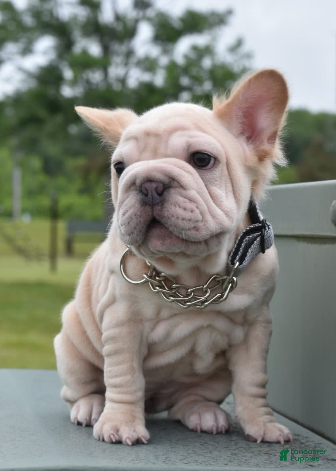 French Bulldog dogs for sale: Rayna Big Rope Velvet Fluffy - Image 5