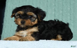 Yorkiepoo dogs for sale: Brittany - Image 4