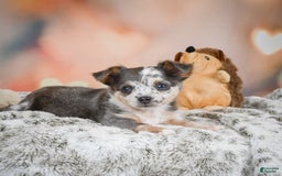 Chihuahua dogs for sale: Callie - Image 9