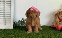 Goldendoodle dogs for sale: Daisey - Image 4