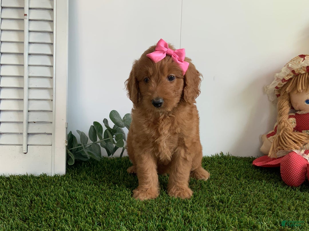 Goldendoodle dogs for sale: Daisey - Image 4