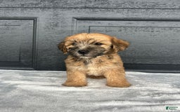 Yochon dogs for sale: Bailey - Image 2
