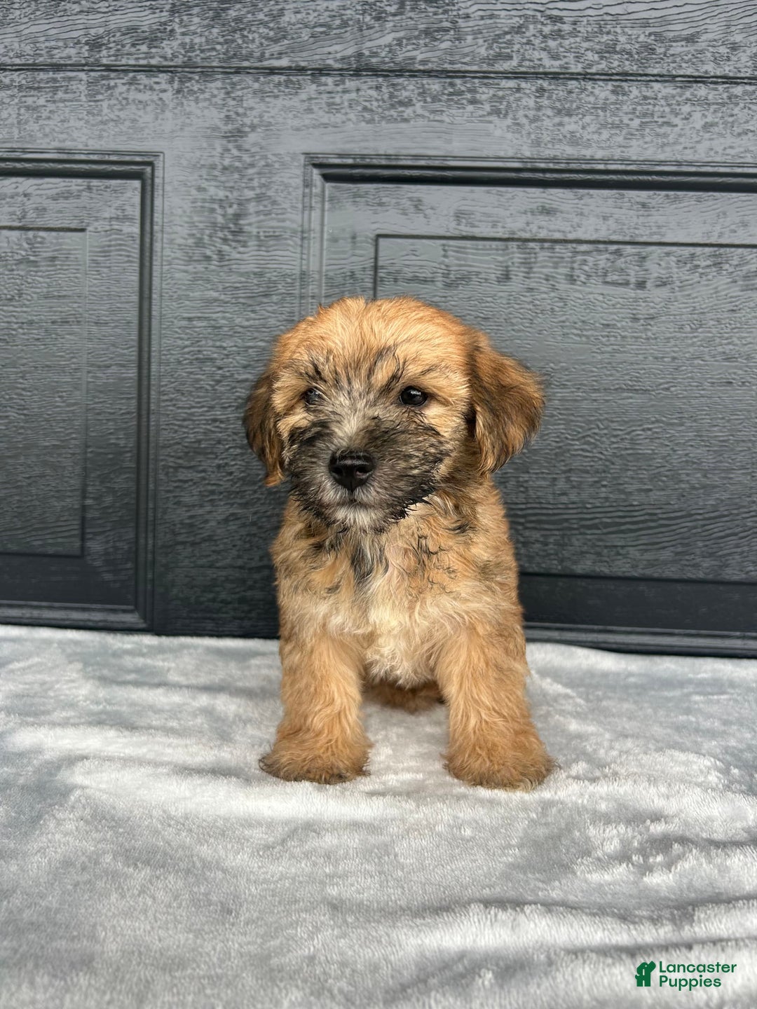 Yochon dogs for sale: Bailey - Image 2