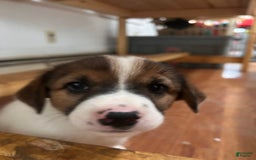 Australian Cattle Dog dogs for sale: Bella - Image 7