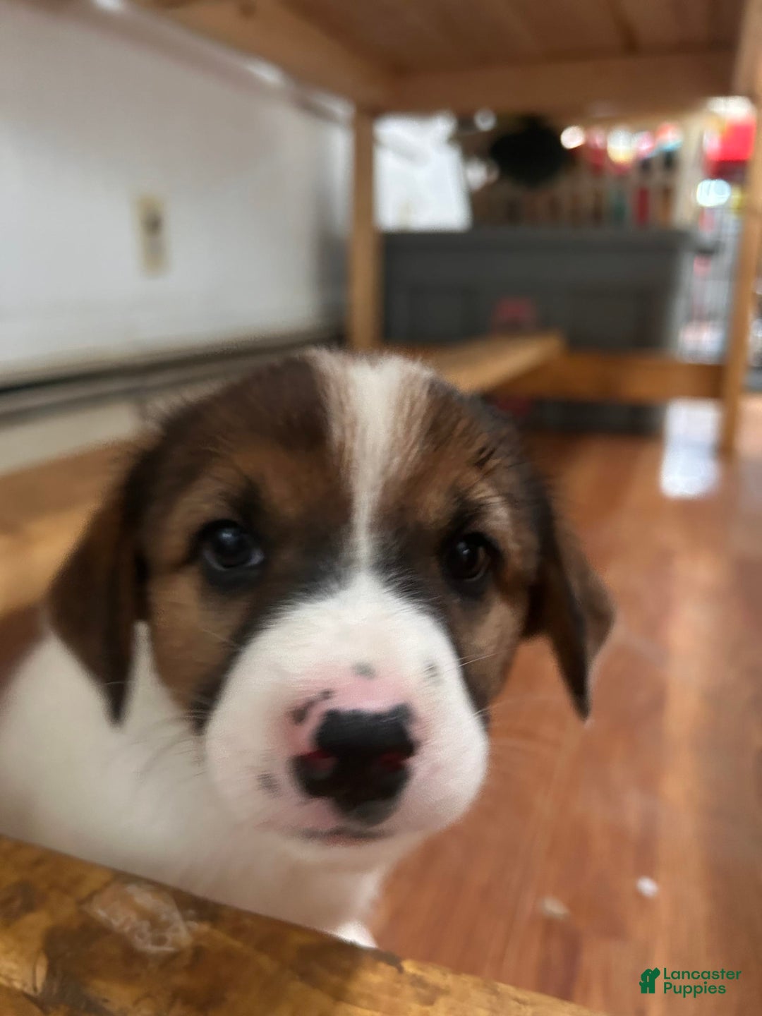 Australian Cattle Dog dogs for sale: Bella - Image 7
