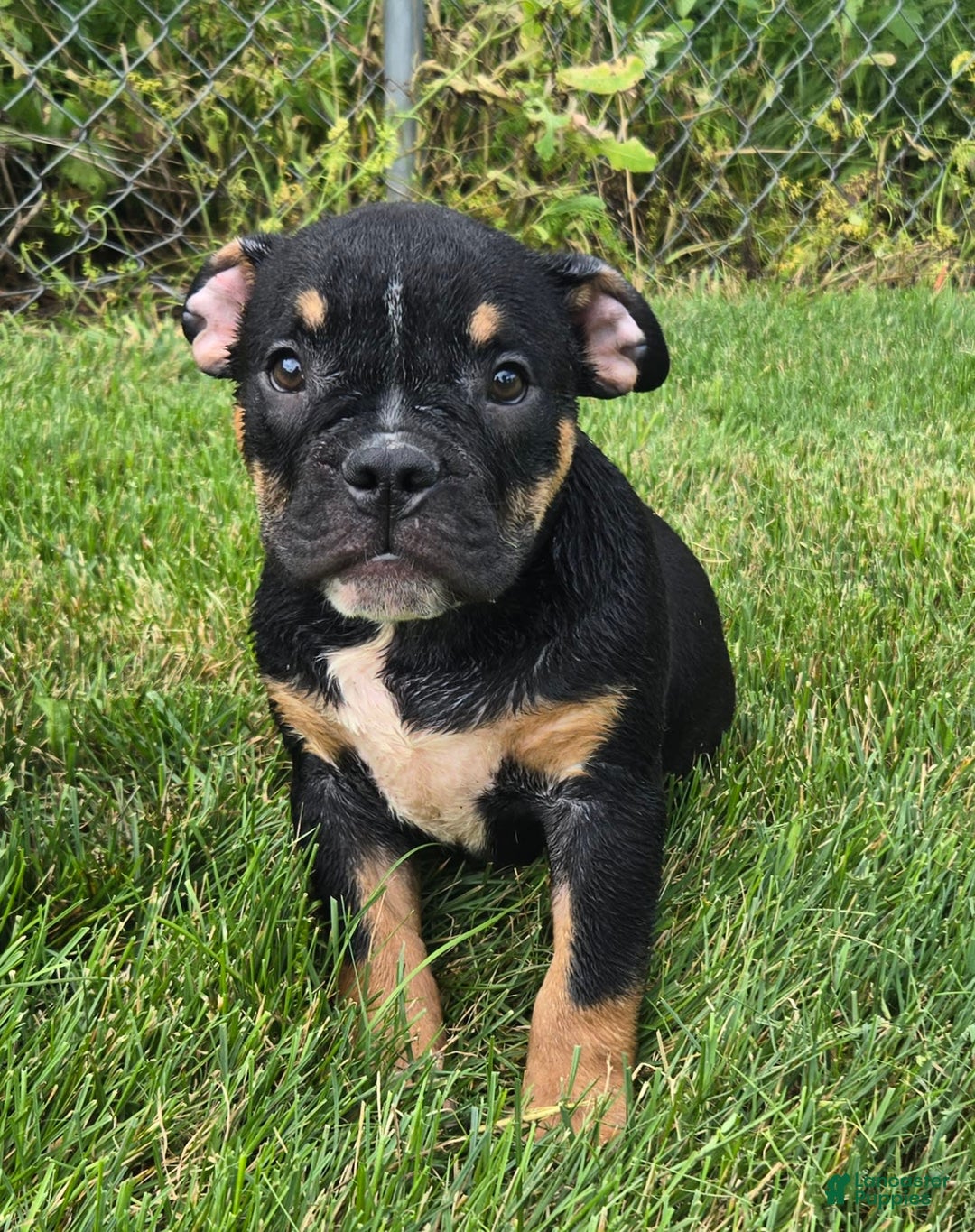 Olde English Bulldogge dogs for sale: George - Image 3