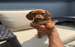 Miniature Dachshund dogs for sale: Slinky - Image 3