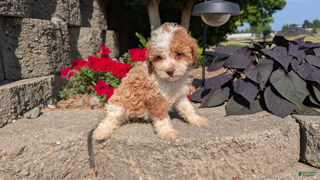 Cavapoo dogs for sale: Kya - Image 7