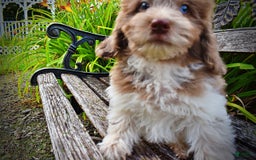 Havapoo dogs for sale: Bambam - Image 9