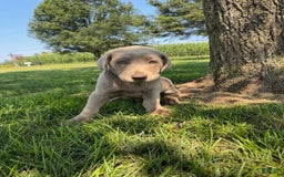 Labrador Retriever dogs for sale: Jackson - Image 1